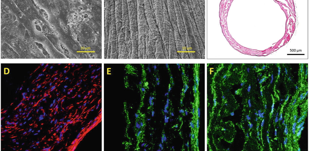 Stem Cell And Tissue Engineering Lab